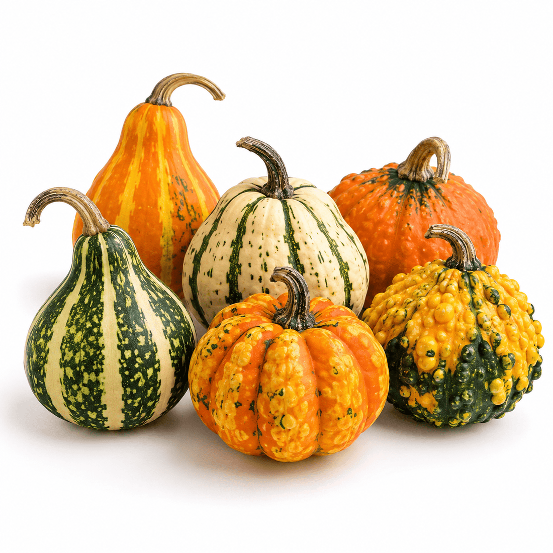 Fresh Decorative Gourds – Colorful & Festive Each - Mr. Leafy