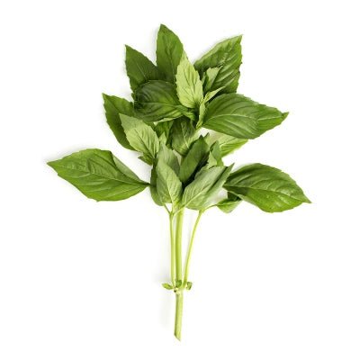Herb, Basil Bunch - Mr. Leafy
