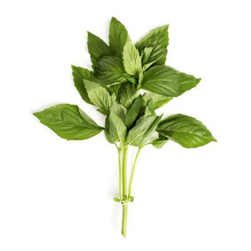 Herb, Basil Bunch - Mr. Leafy