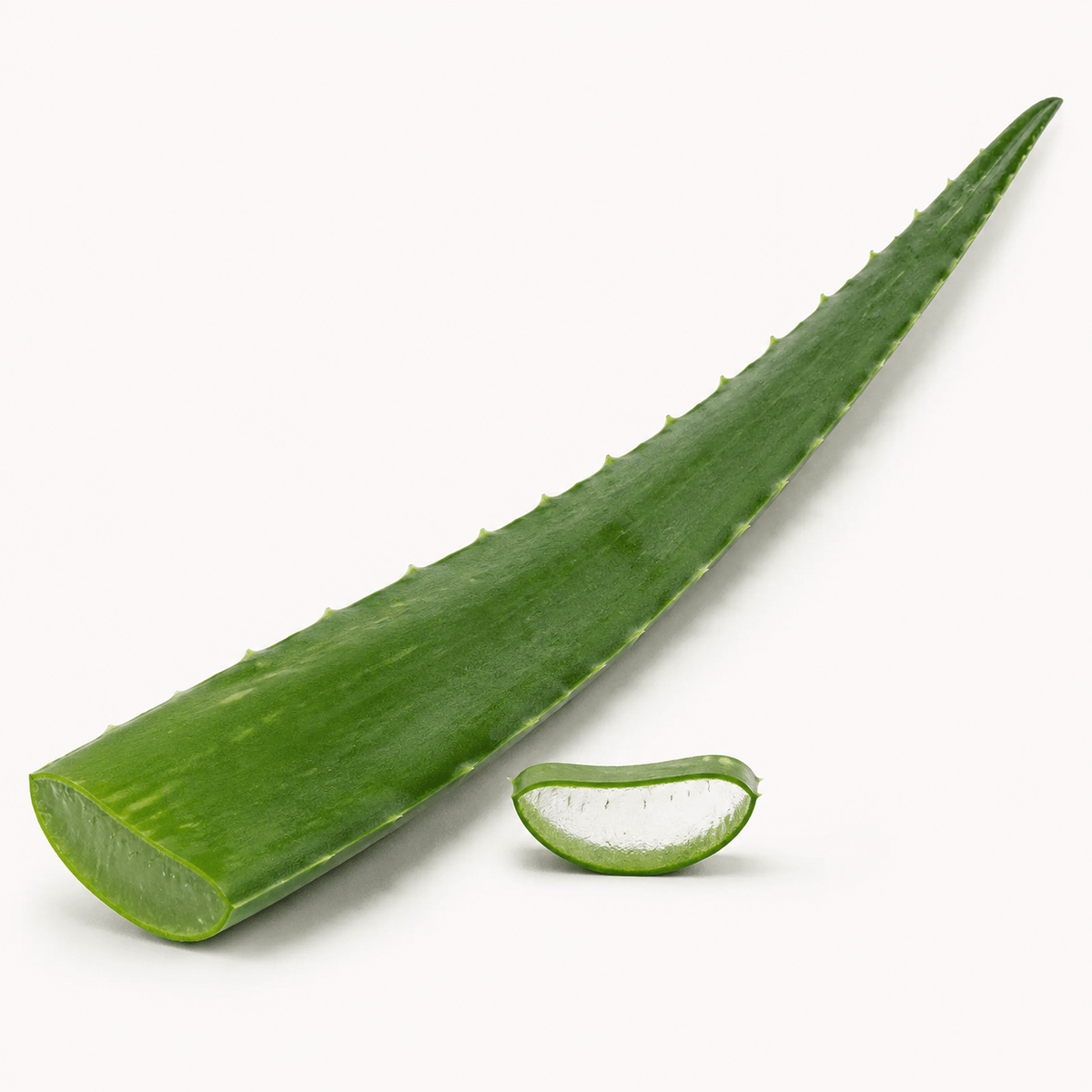 Fresh Aloe Vera Leaf – Natural & Versatile, Each - Mr. Leafy