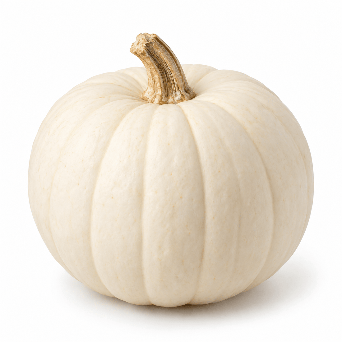 Fresh White Pumpkin – Festive & Versatile, Each - Mr. Leafy