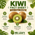 Fresh Kiwi Fruit – Sweet, Tangy and Nutrient-Rich, Each - Mr. Leafy