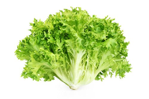 Endive, Curly - Mr. Leafy