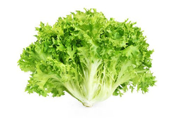 Endive, Curly - Mr. Leafy