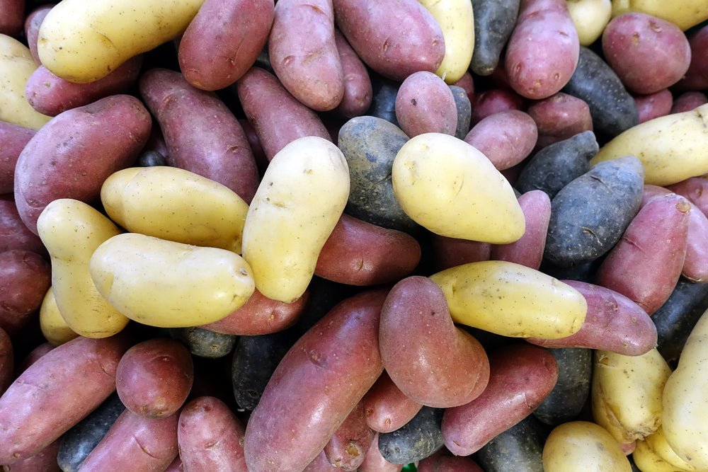 Potato, Fingerling Tri Color 8oz - Mr. Leafy