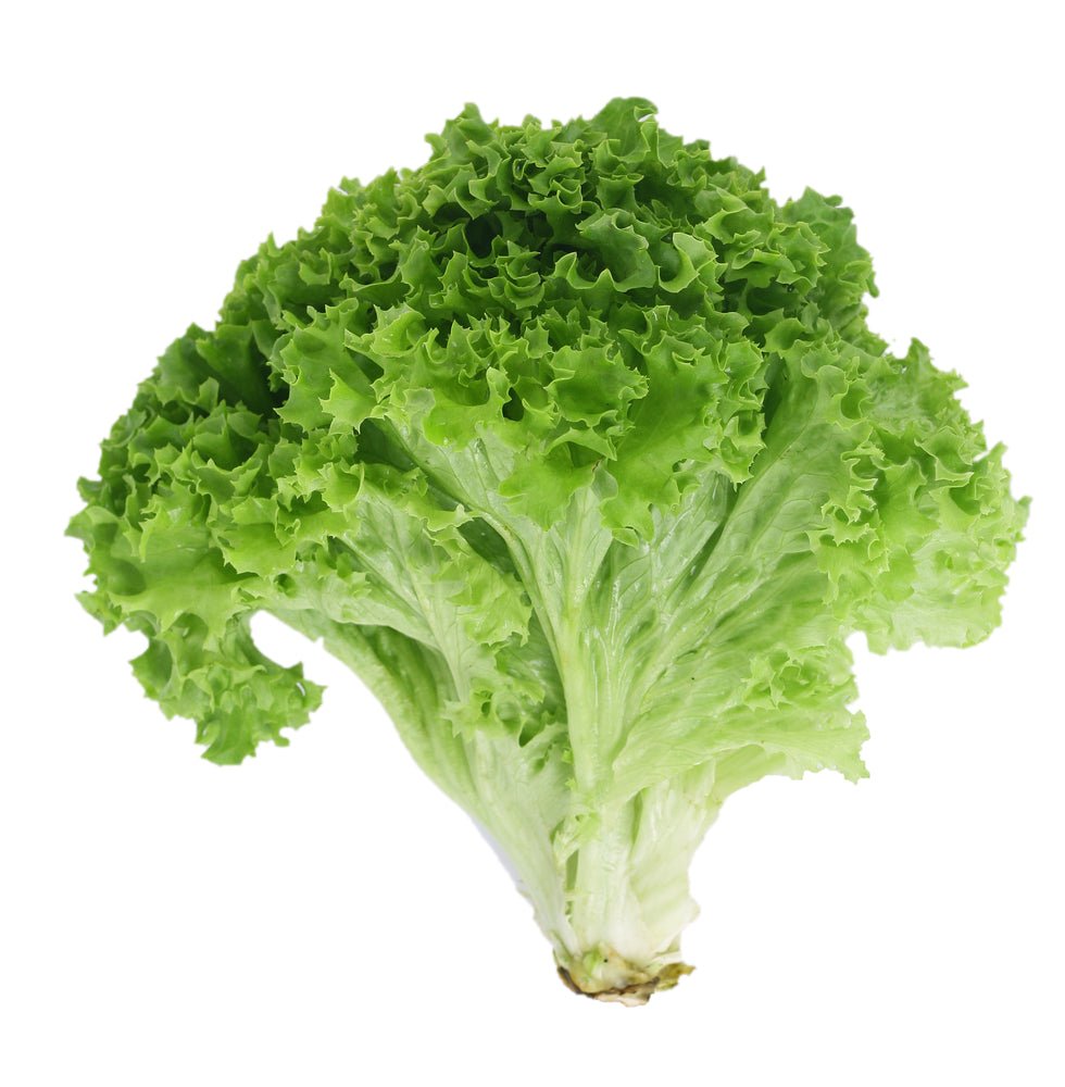 Lettuce, Green Leaf EACH - Mr. Leafy