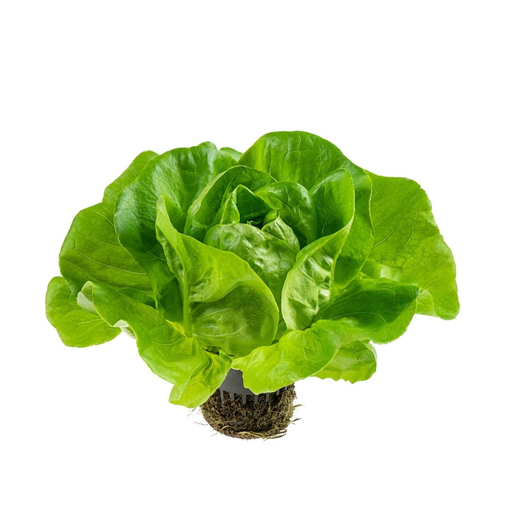 Lettuce, Boston EACH - Mr. Leafy