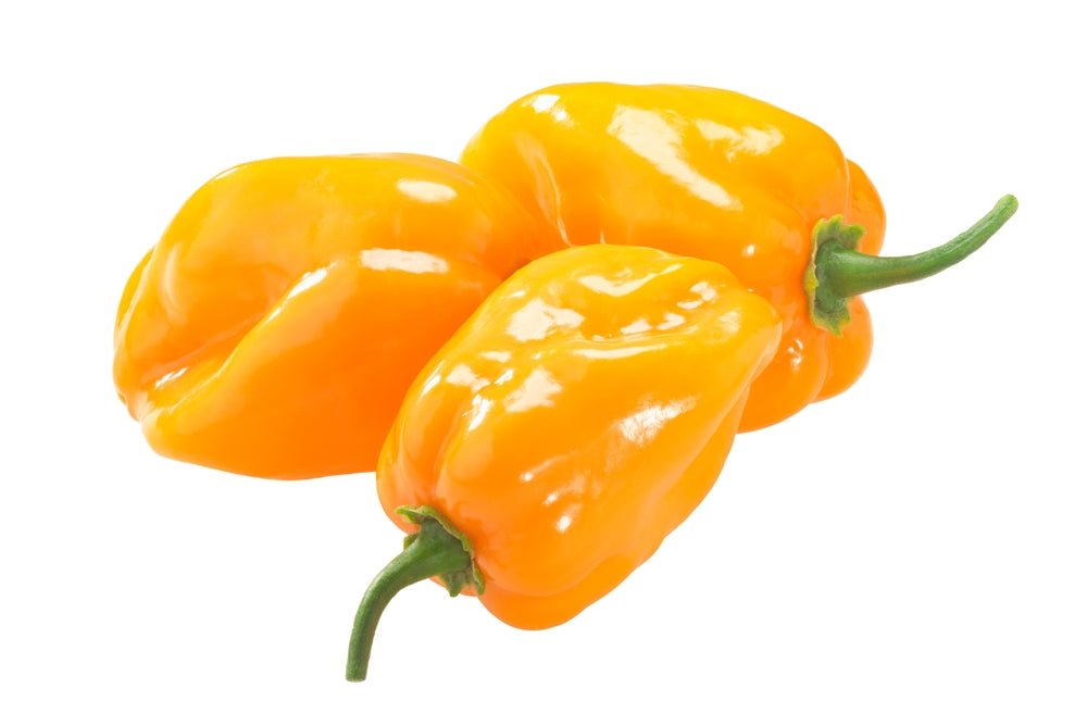 Pepper, Habanero Orange 2oz - Mr. Leafy