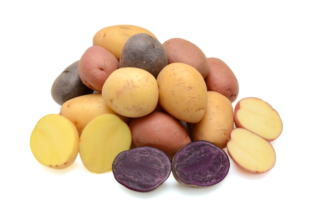 Potato, Small sized mixed colors 8oz - Mr. Leafy