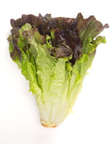 Lettuce, Red Leaf - Mr. Leafy