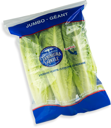 Lettuce, Romaine Hearts 3ct - Mr. Leafy