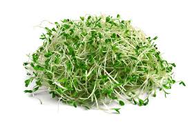 Sprouts, Alfalfa 4oz - Mr. Leafy
