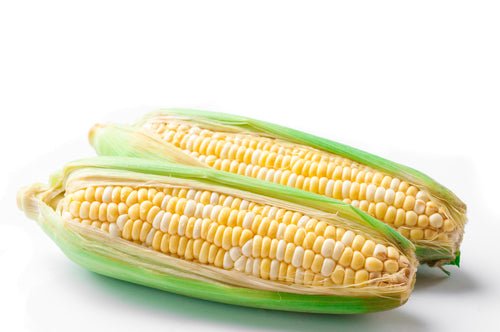 Corn, Bi Color - Mr. Leafy