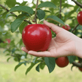 Apple, Red Delicious EACH - Mr. Leafy