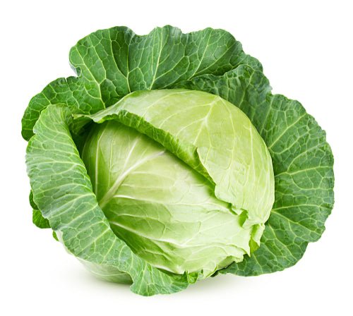 Cabbage, Green - Mr. Leafy