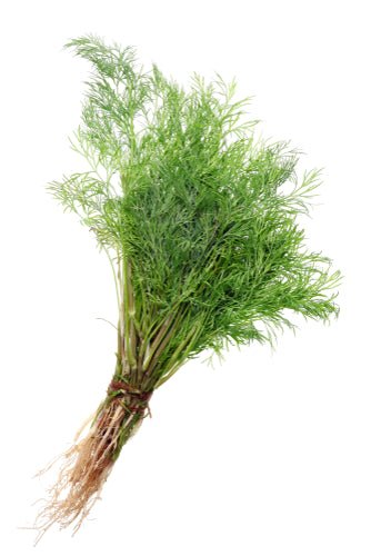 Herb, Dill Bunch - Mr. Leafy