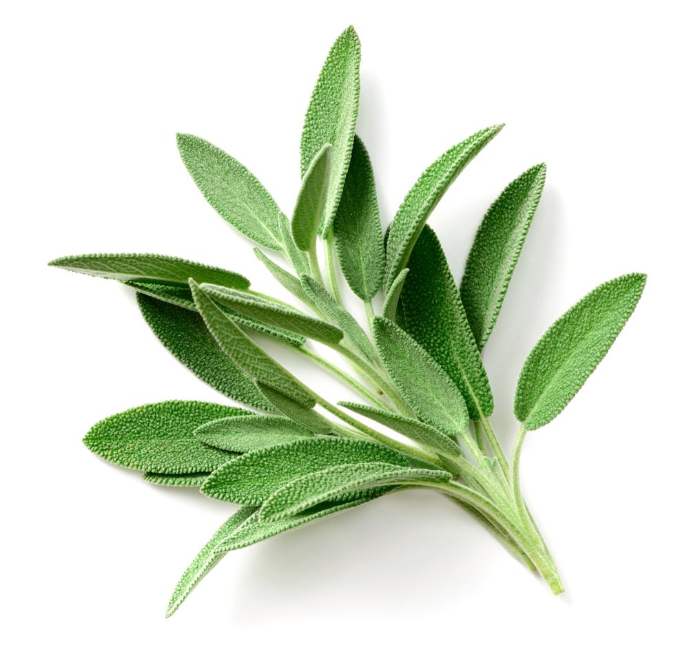 Herb, Sage Bunch - Mr. Leafy