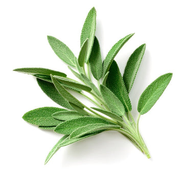 Herb, Sage Bunch - Mr. Leafy