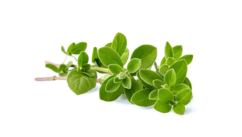 Herb, Oregano Bunch - Mr. Leafy